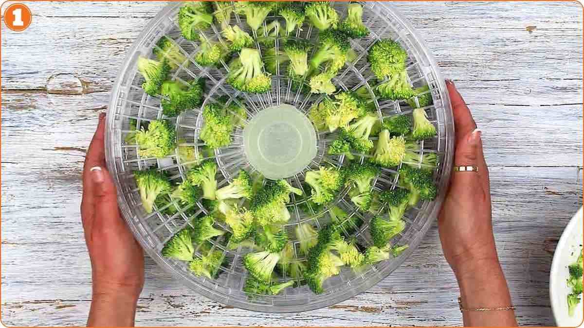 Broccoli pieces placed on dehydrator tray evenly.
