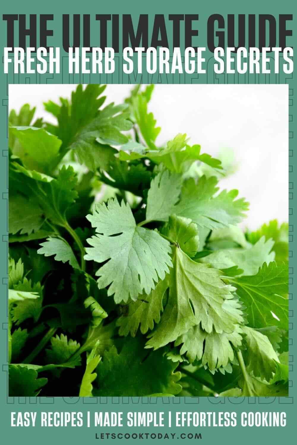 Fresh cilantro leaves showing herb storage freshness